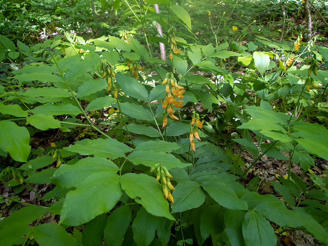Изображение особи Lathyrus aureus.