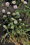 Erigeron glaucus