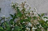 Ageratina adenophora