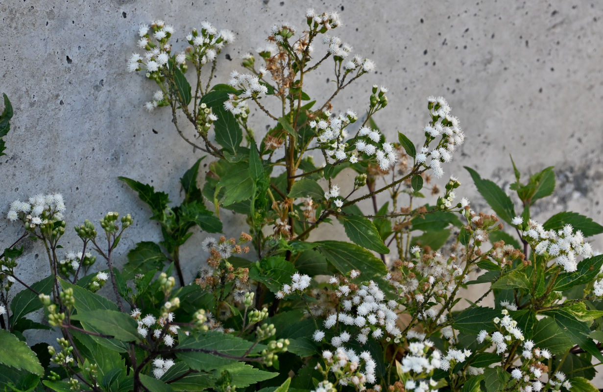 Изображение особи Ageratina adenophora.