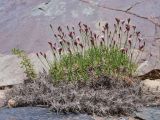 Acantholimon pamiricum. Цветущее растение. Таджикистан, Горно-Бадахшанская автономная обл., Рушанский р-н, хр. Северо-Аличурский, дол. р. Вовзит, выс. ≈ 4200 м н.у.м., скалы. 27 июня 2026 г.