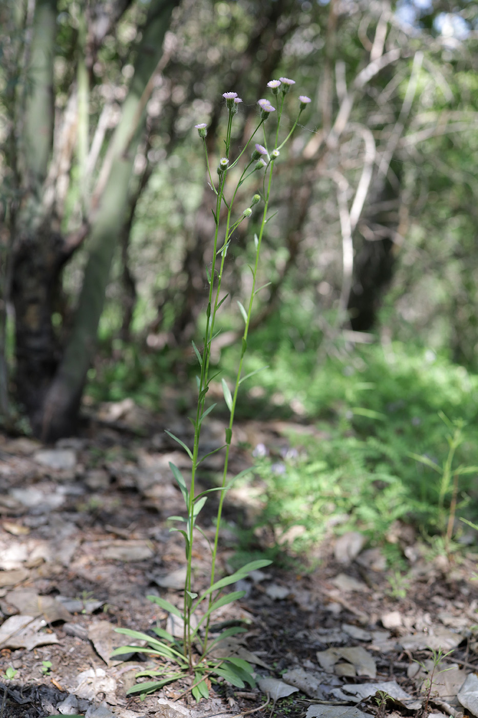 Image of genus Erigeron specimen.