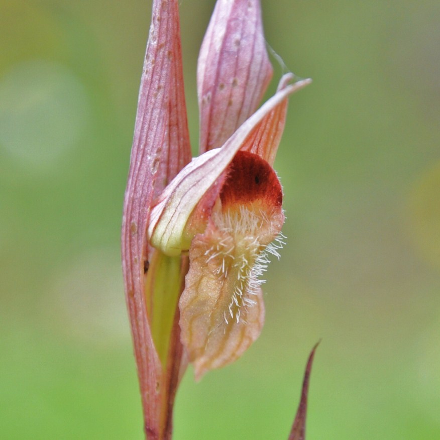 Image of Serapias bergonii specimen.