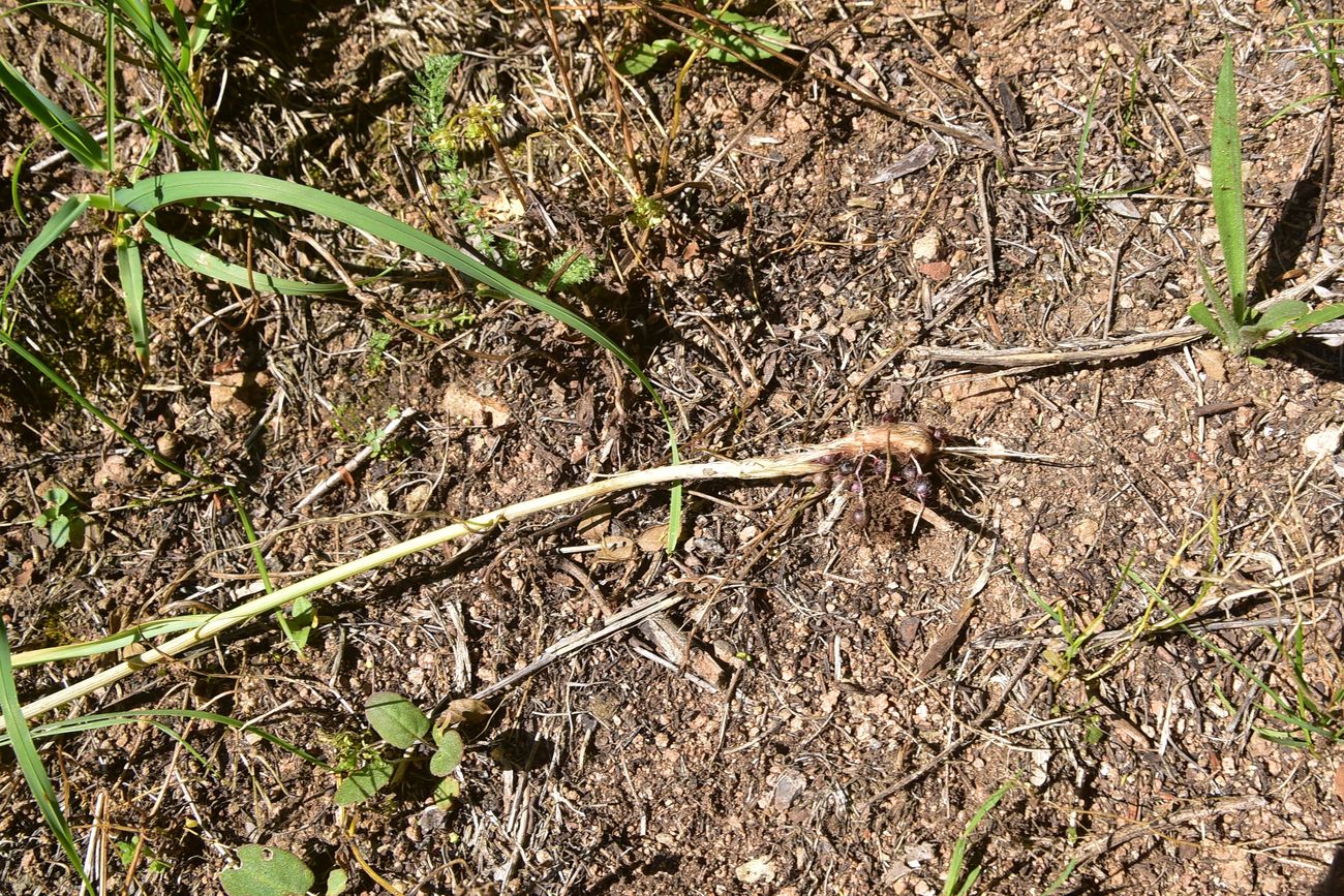 Image of genus Allium specimen.