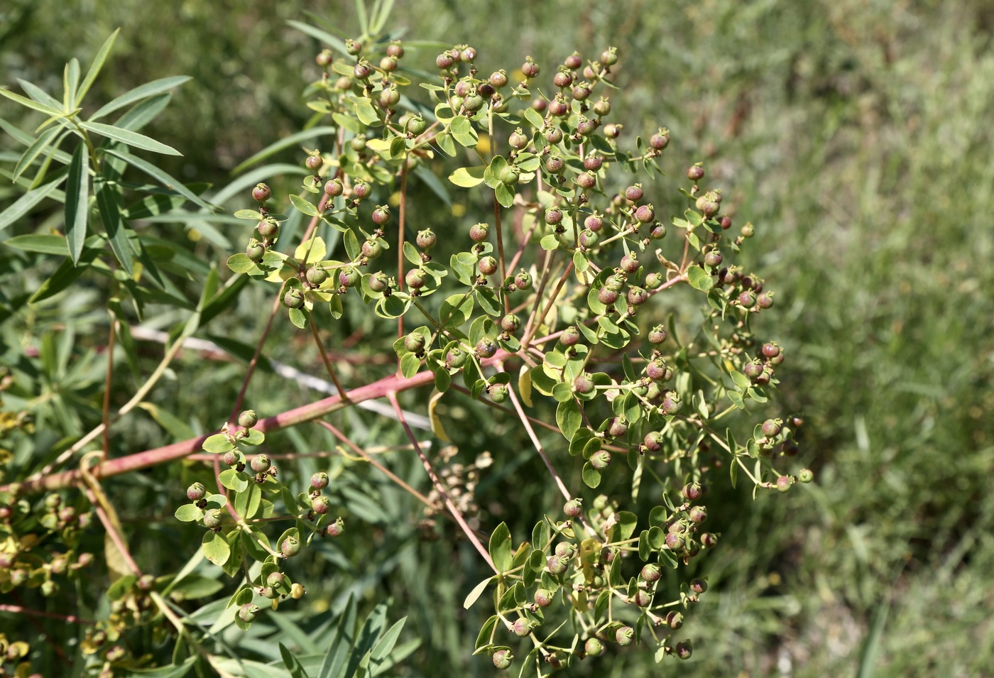 Изображение особи Euphorbia lamprocarpa.