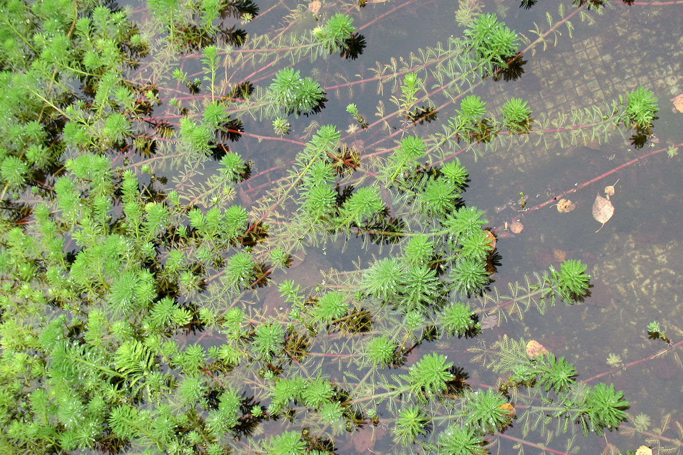 Image of genus Myriophyllum specimen.