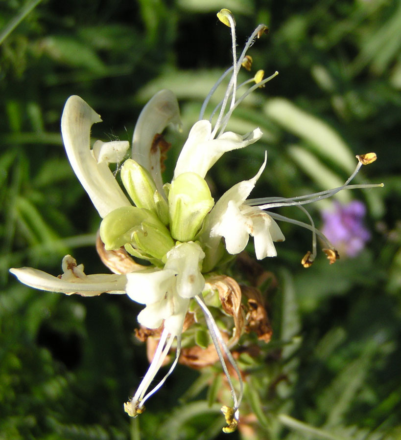 Изображение особи Pedicularis sibirica.