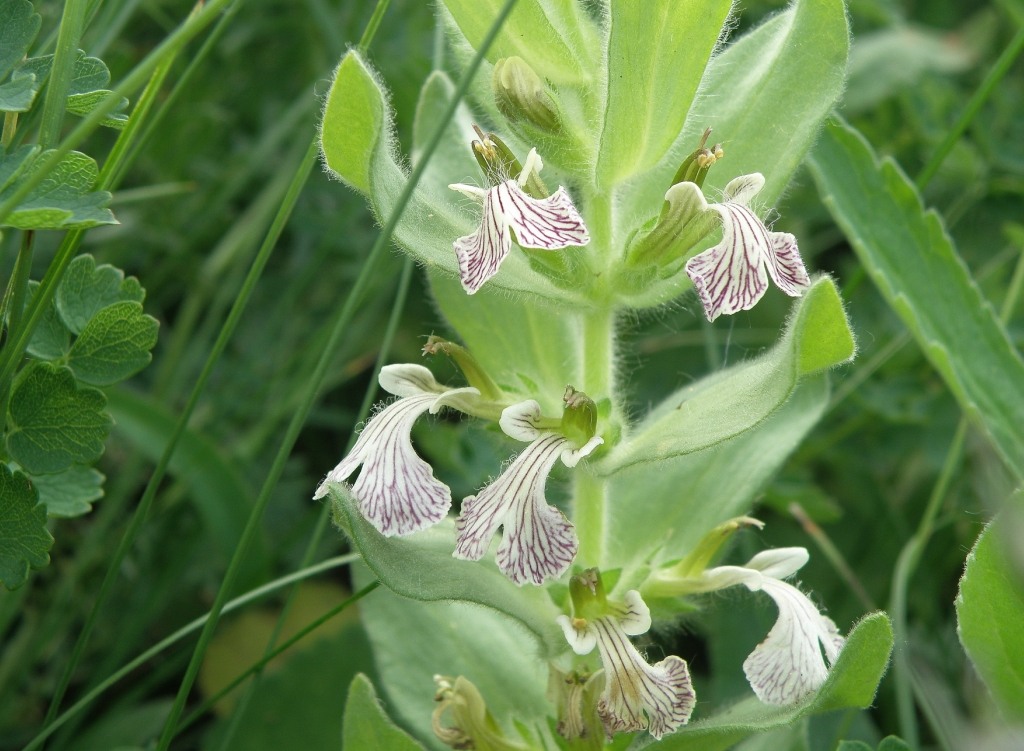 Image of Ajuga laxmannii specimen.