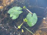 Nuphar pumila