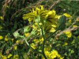 Crepis ramosissima