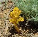 Orobanche gigantea