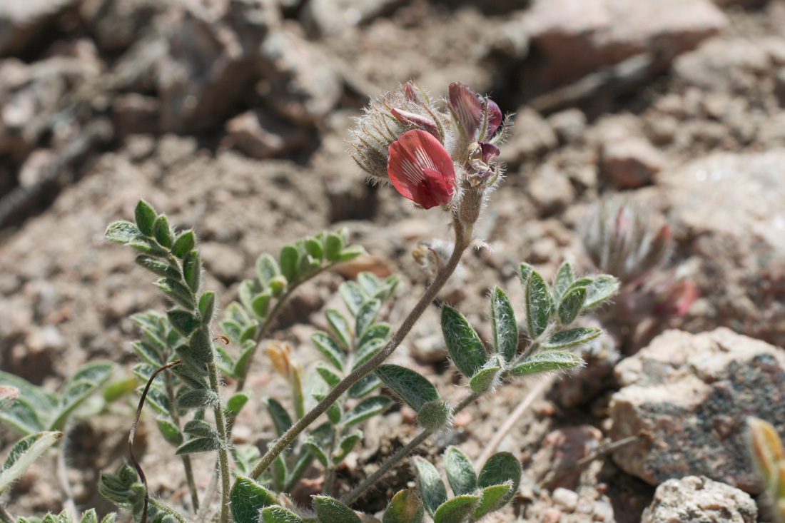 Image of Oxytropis submutica specimen.