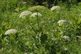 Heracleum leskovii. Цветущее растение. Республика Карачаево-Черкесия, Домбай, долина р. Домбай-Ульген, урочище \"Русская поляна\", 1700 м н.у.м. 03.07.2011.