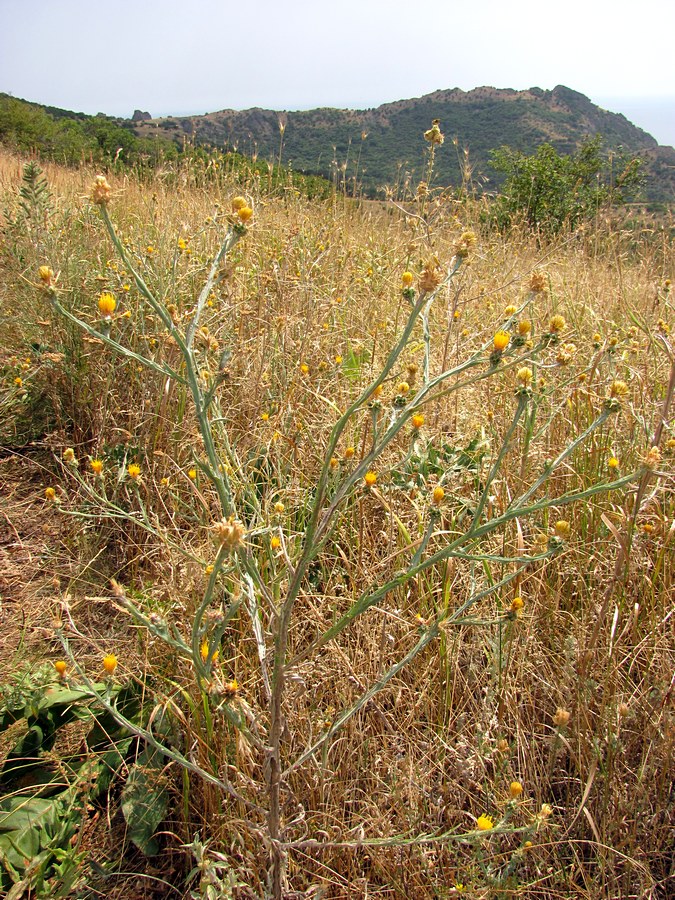 Image of Centaurea solstitialis specimen.