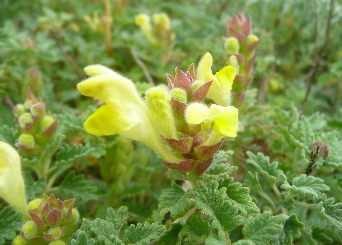 Image of Scutellaria novorossica specimen.