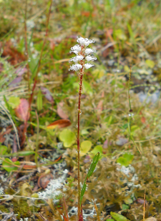 Image of Bistorta vivipara specimen.