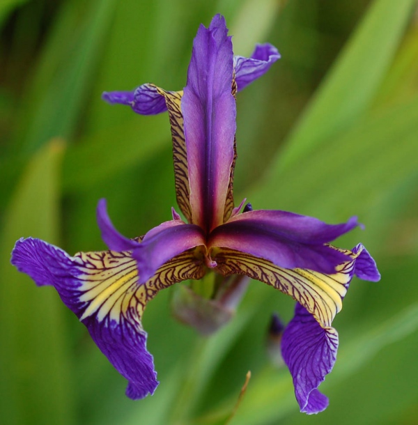 Image of Iris setosa specimen.