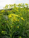 Senecio paludosus. Верхушки цветущих растений. Украина, Волынская обл., Ратновский р-н, северо-восточнее с. Залухов, возле оз. Святое, осушенное болото. 28 июля 2011 г.