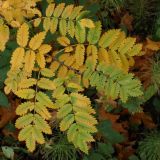 Sorbus aucuparia