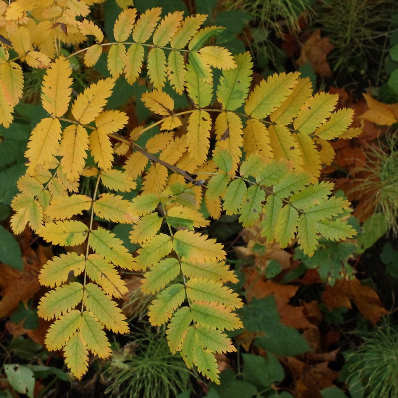 Image of Sorbus aucuparia specimen.