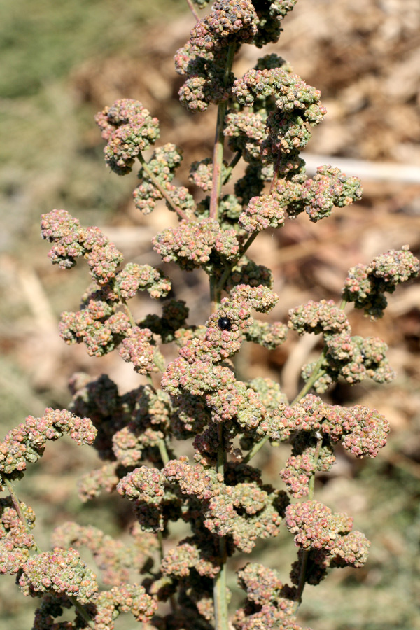 Изображение особи Chenopodium strictum.