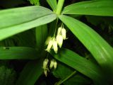 Polygonatum verticillatum