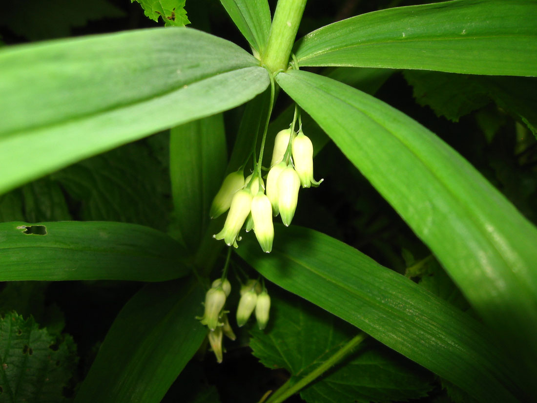 Изображение особи Polygonatum verticillatum.