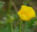 genus Potentilla