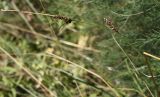 Carex melanostachya. Верхушка побега с соцветием. Украина, Запорожье, о-в Хортица, степной склон. 14.07.2011.
