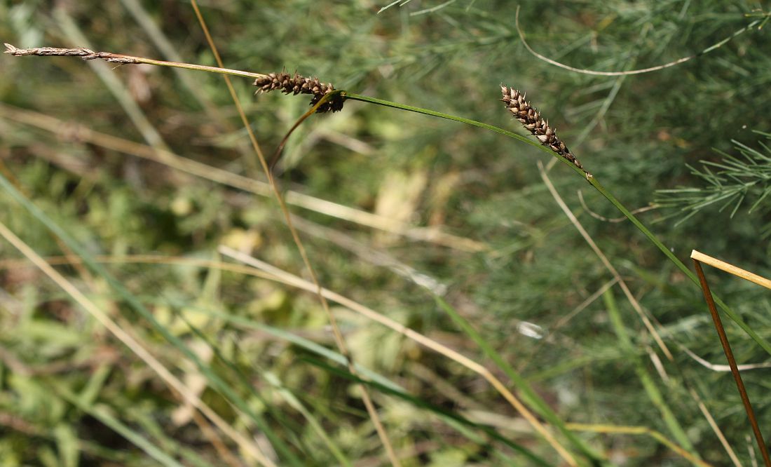 Image of Carex melanostachya specimen.