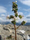 Micranthes foliolosa