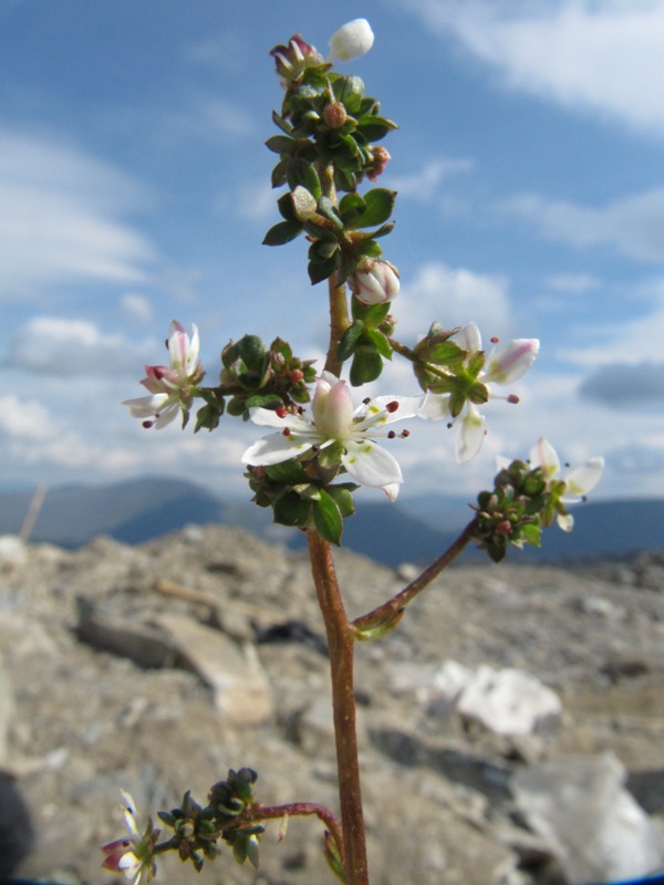 Image of Micranthes foliolosa specimen.