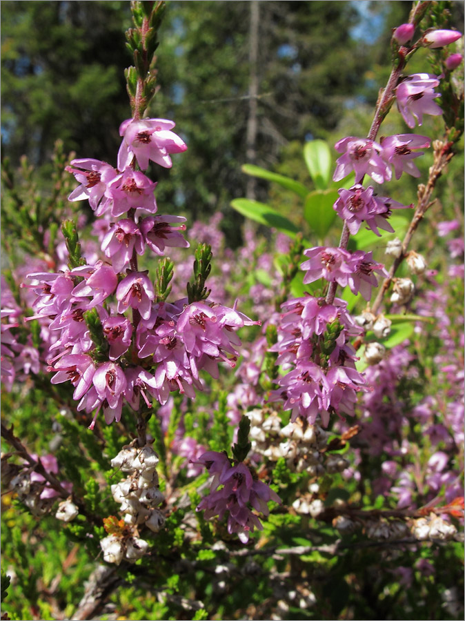 Image of Calluna vulgaris specimen.