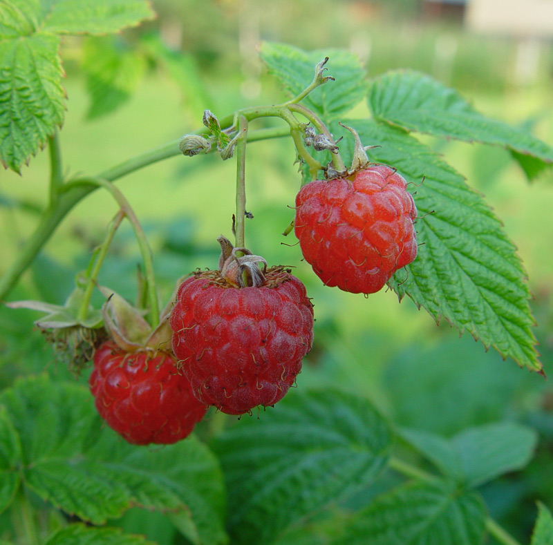 Image of Rubus idaeus specimen.