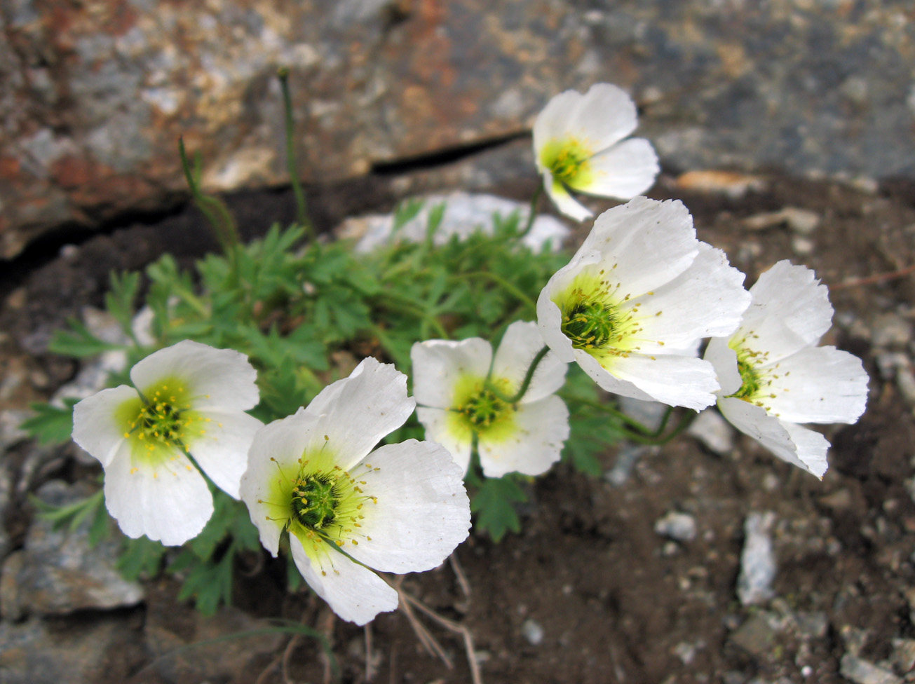 Image of Papaver pseudocanescens ssp. udocanicum specimen.