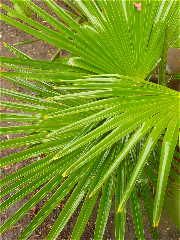 Изображение особи Trachycarpus fortunei.