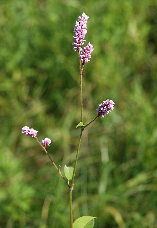 Image of Persicaria pilosa specimen.