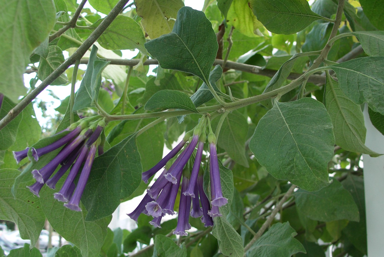 Изображение особи Iochroma cyaneum.