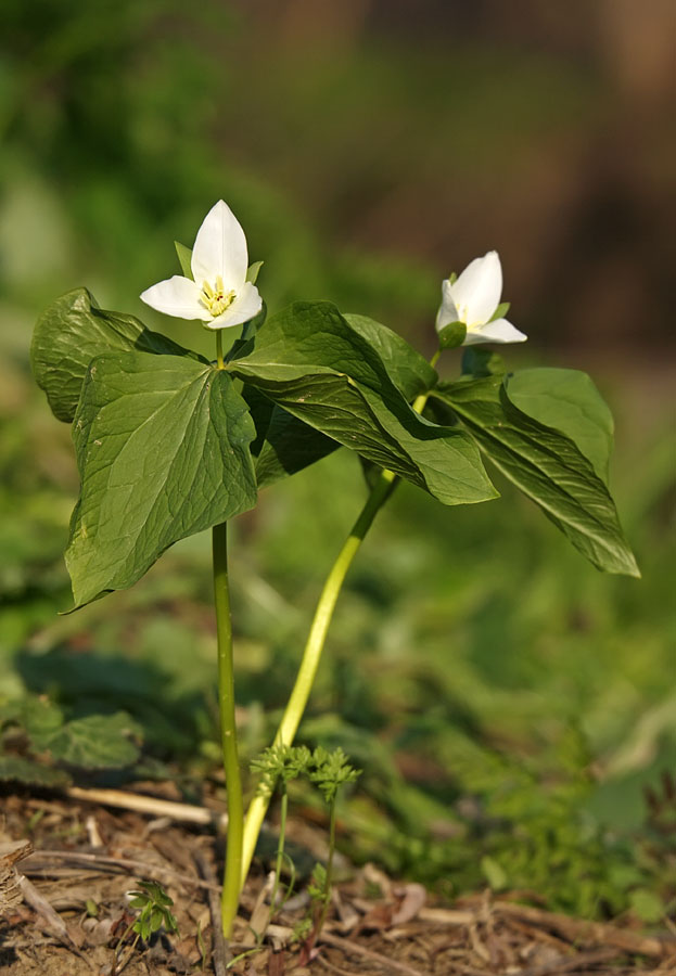 Image of Trillium camschatcense specimen.