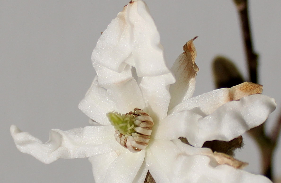 Image of Magnolia stellata specimen.