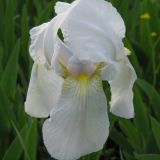 Iris germanica