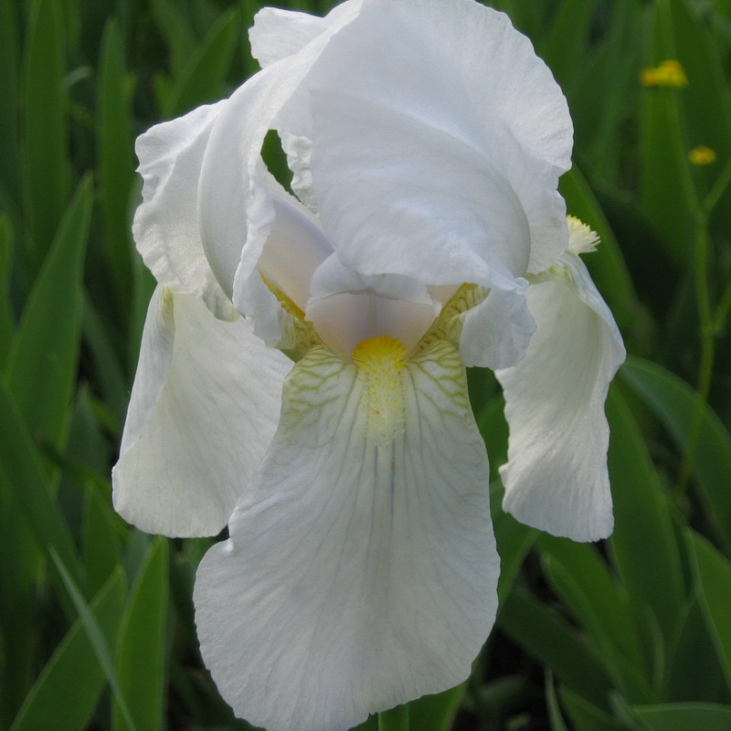 Image of Iris germanica specimen.