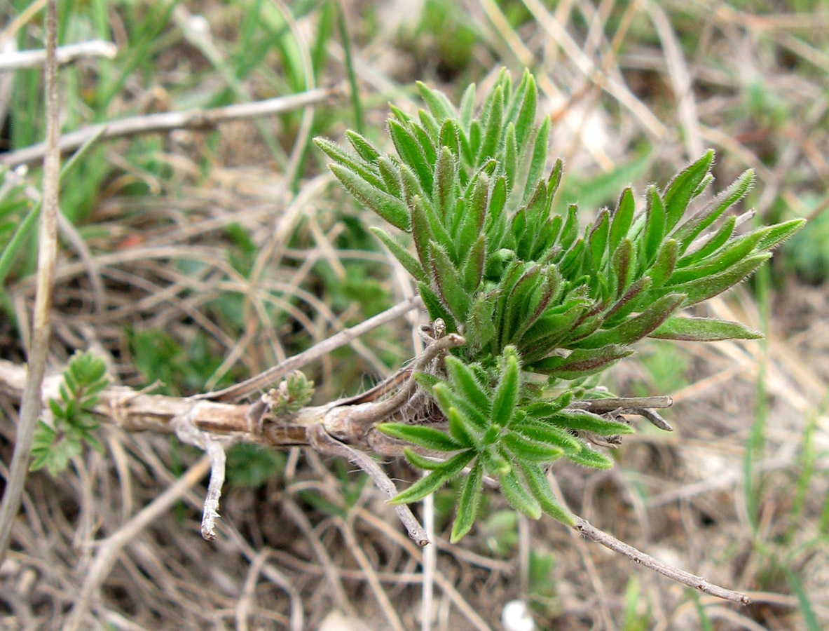 Image of Salvia scabiosifolia specimen.