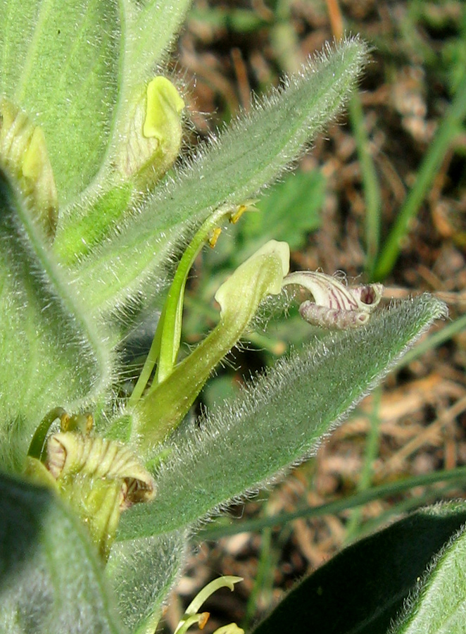 Image of Ajuga laxmannii specimen.