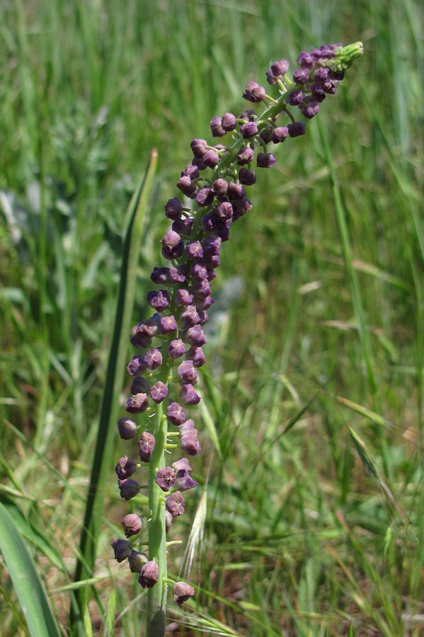 Image of Leopoldia comosa specimen.