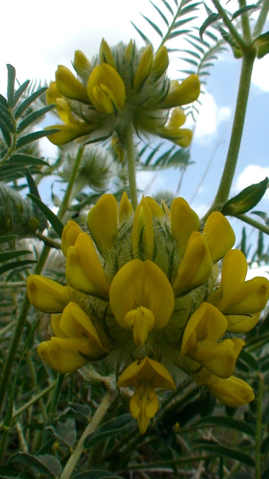 Изображение особи Astragalus finitimus.