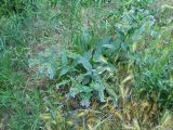 Symphytum caucasicum. Цветущее растение. Крым, окрестности Ялты, у дороги. 26 мая 2012 г.