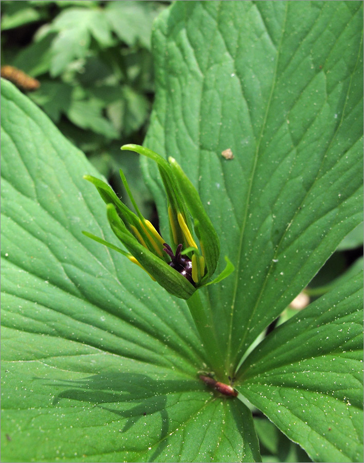 Image of Paris quadrifolia specimen.