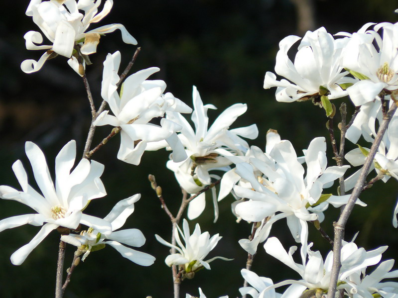 Изображение особи Magnolia stellata.
