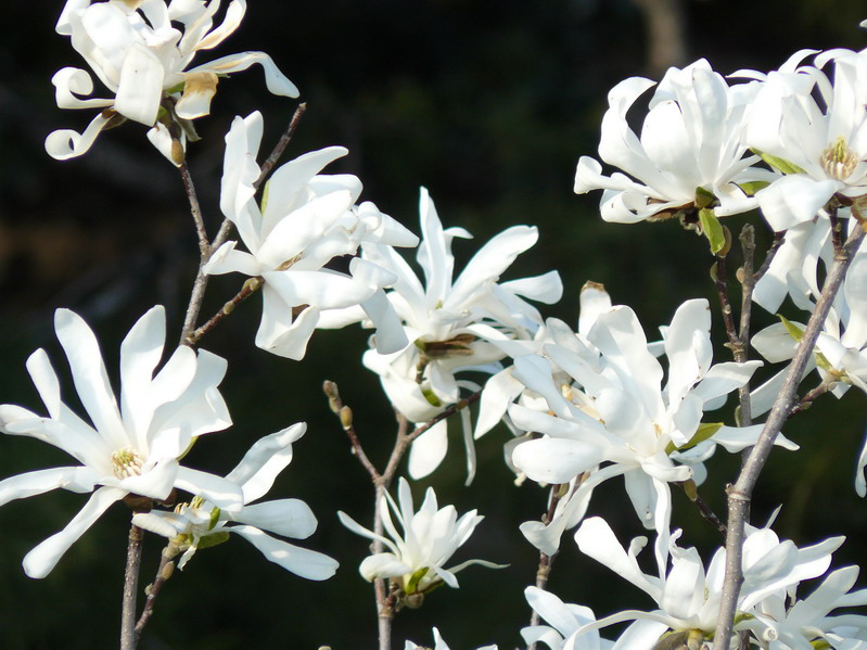 Image of Magnolia stellata specimen.
